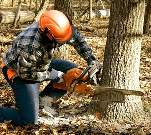 Tree Removal in Ames, OK
